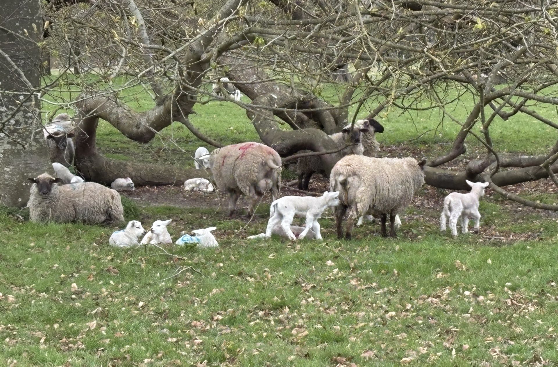 Ewes and lambs