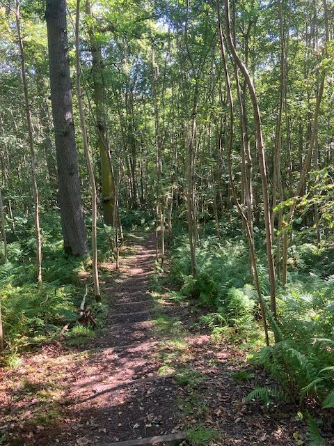Woodland walk
