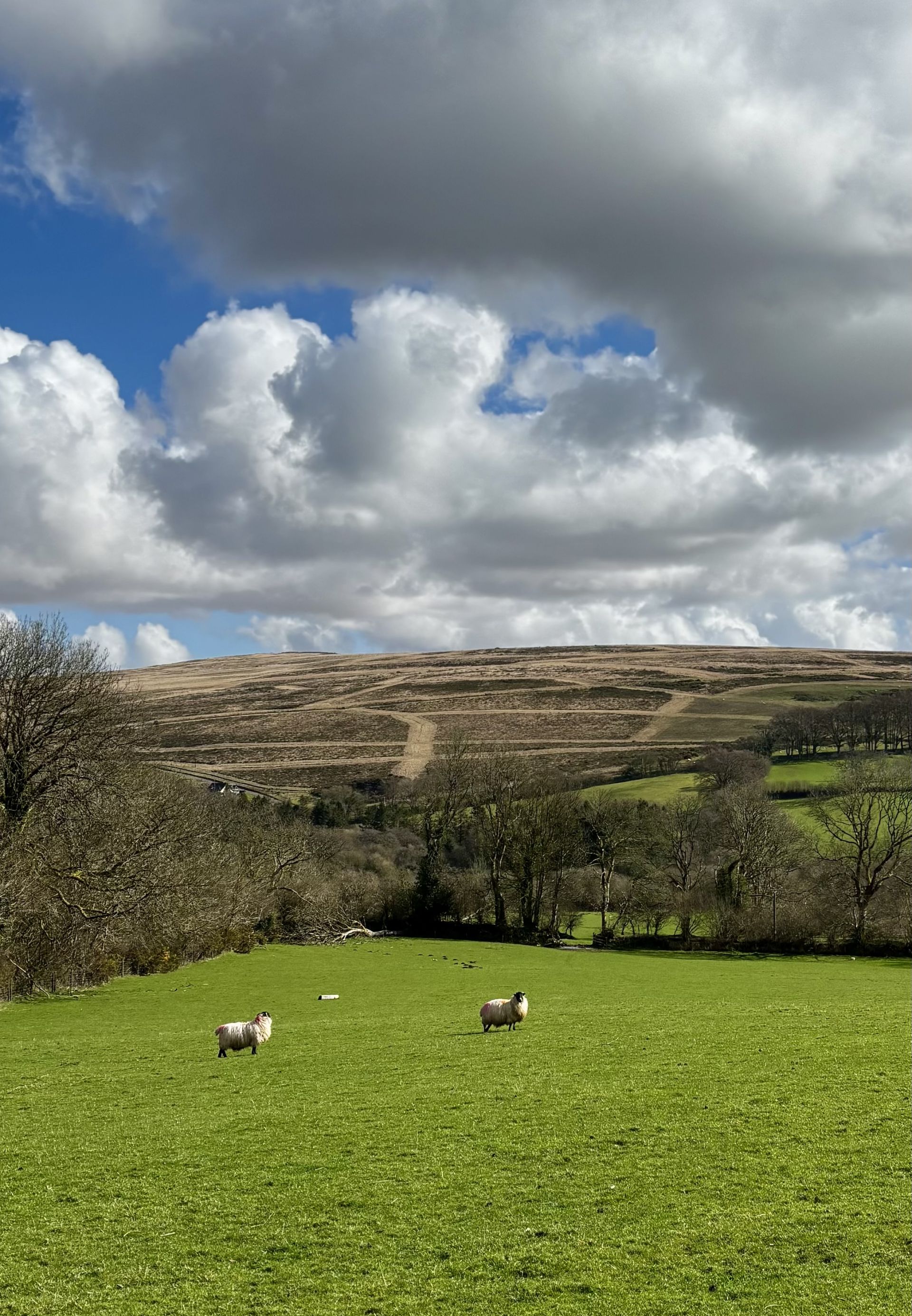 Sheep in field with moorland in the distance