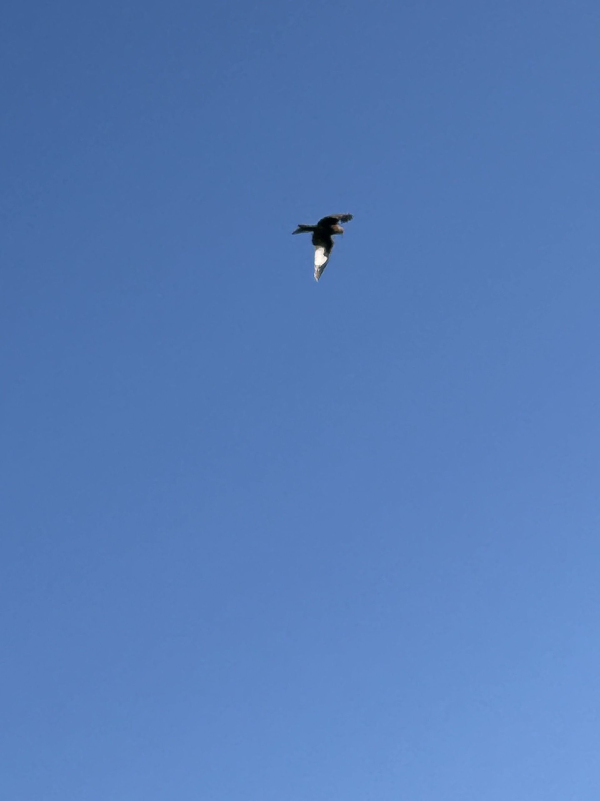 Red Kite in blue sky!
