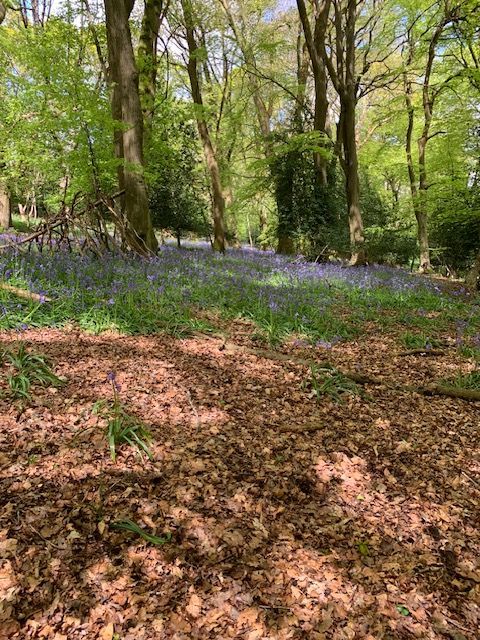 Bluebell woods