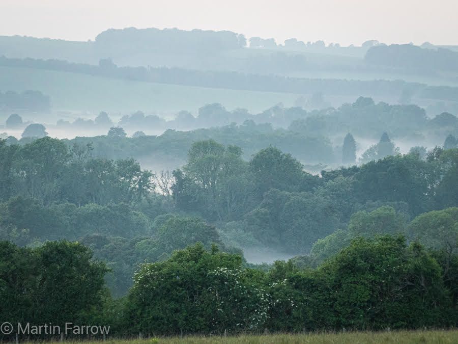 misty evening view over trees