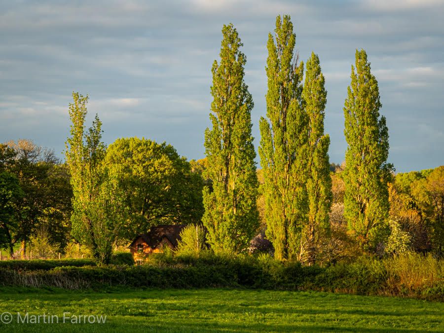 trees lit by evening sun