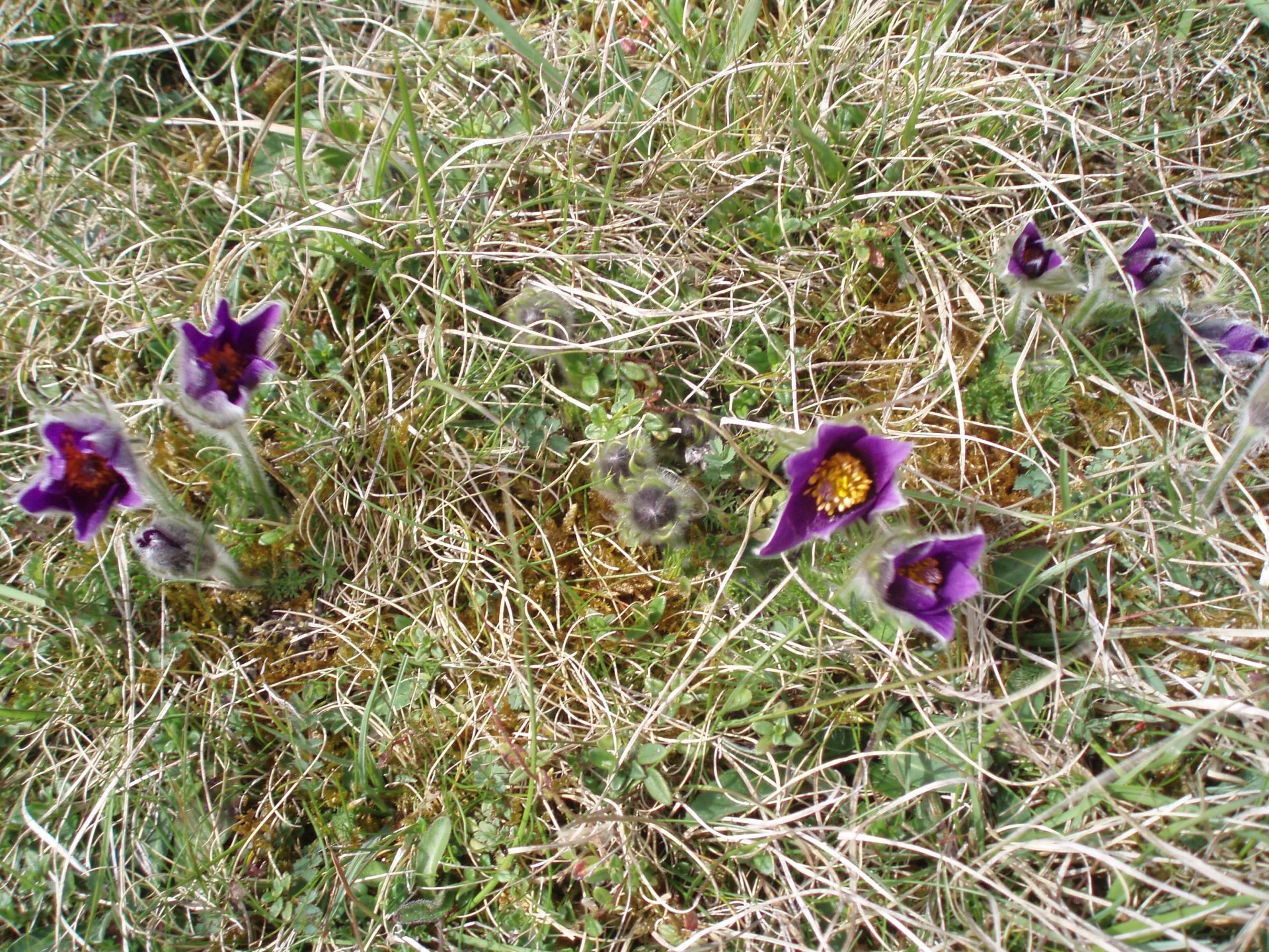Pasque Flowers