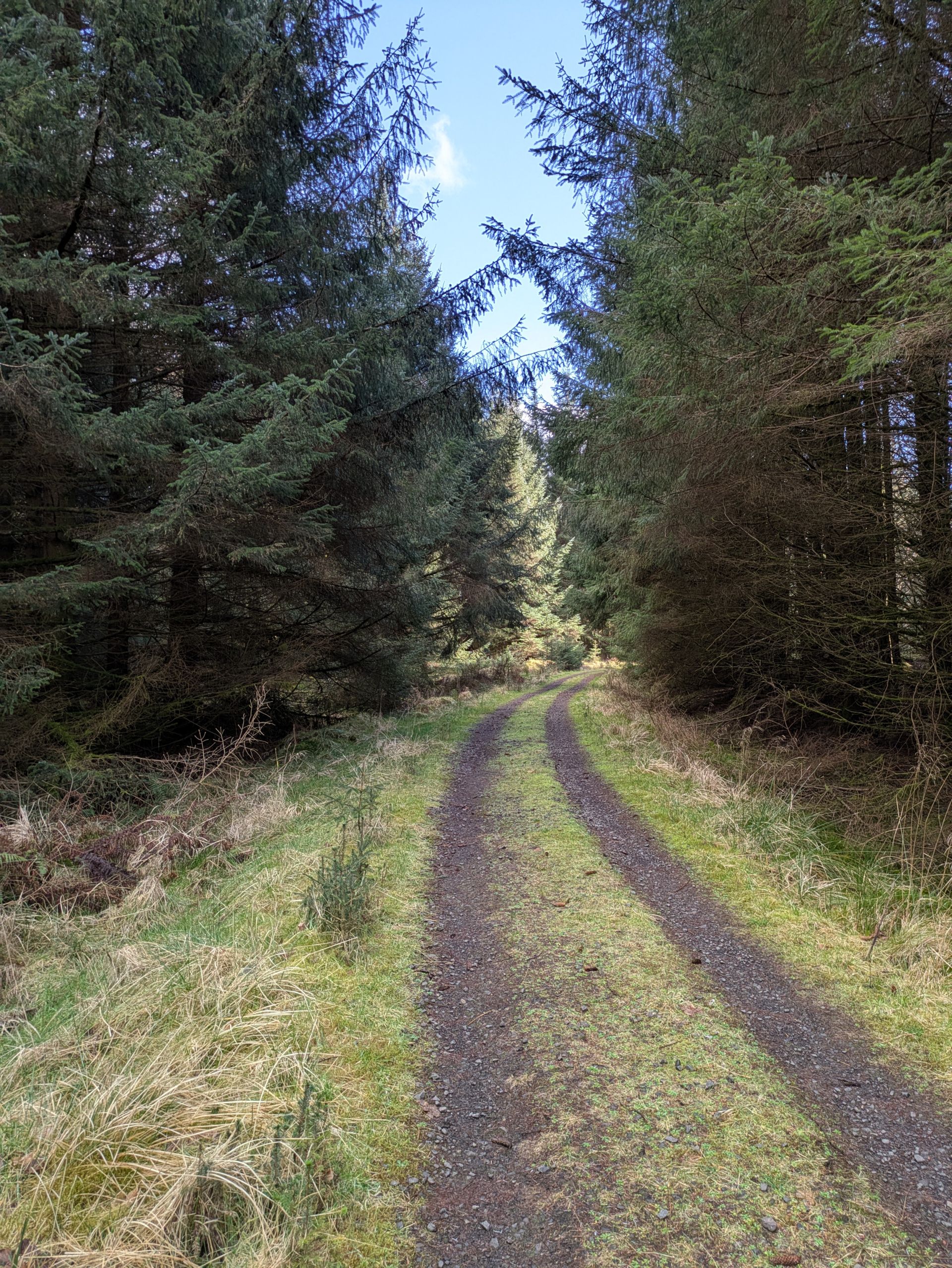 Grassy forestry track with tall fir trees either side