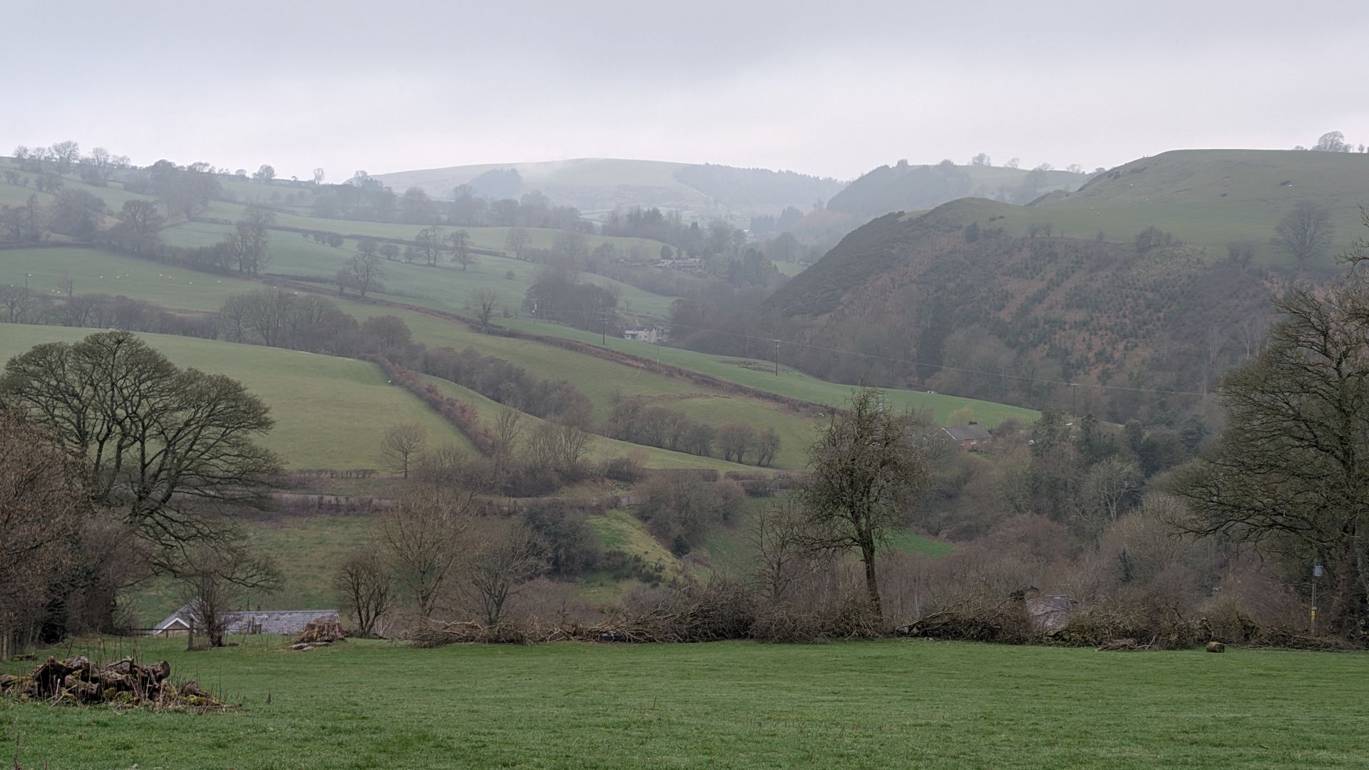 Slightly misty view of green hillside,with trees and hedges