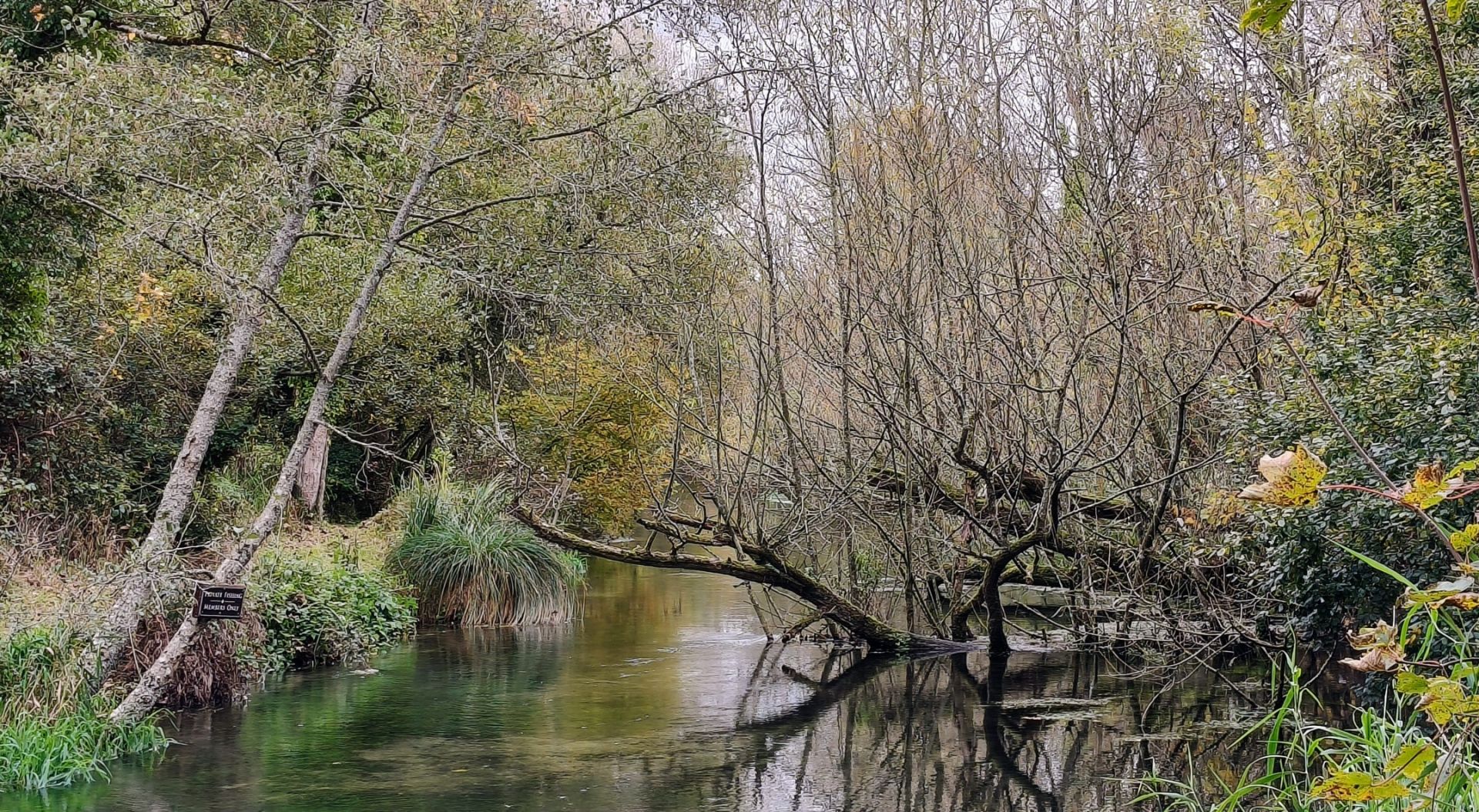 A small river with overgrown vegetation and trees