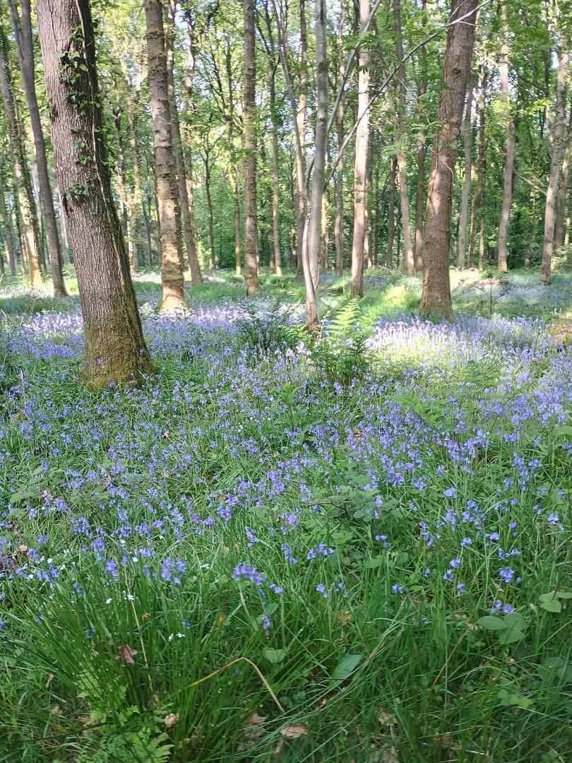 Bluebells in Lining woods