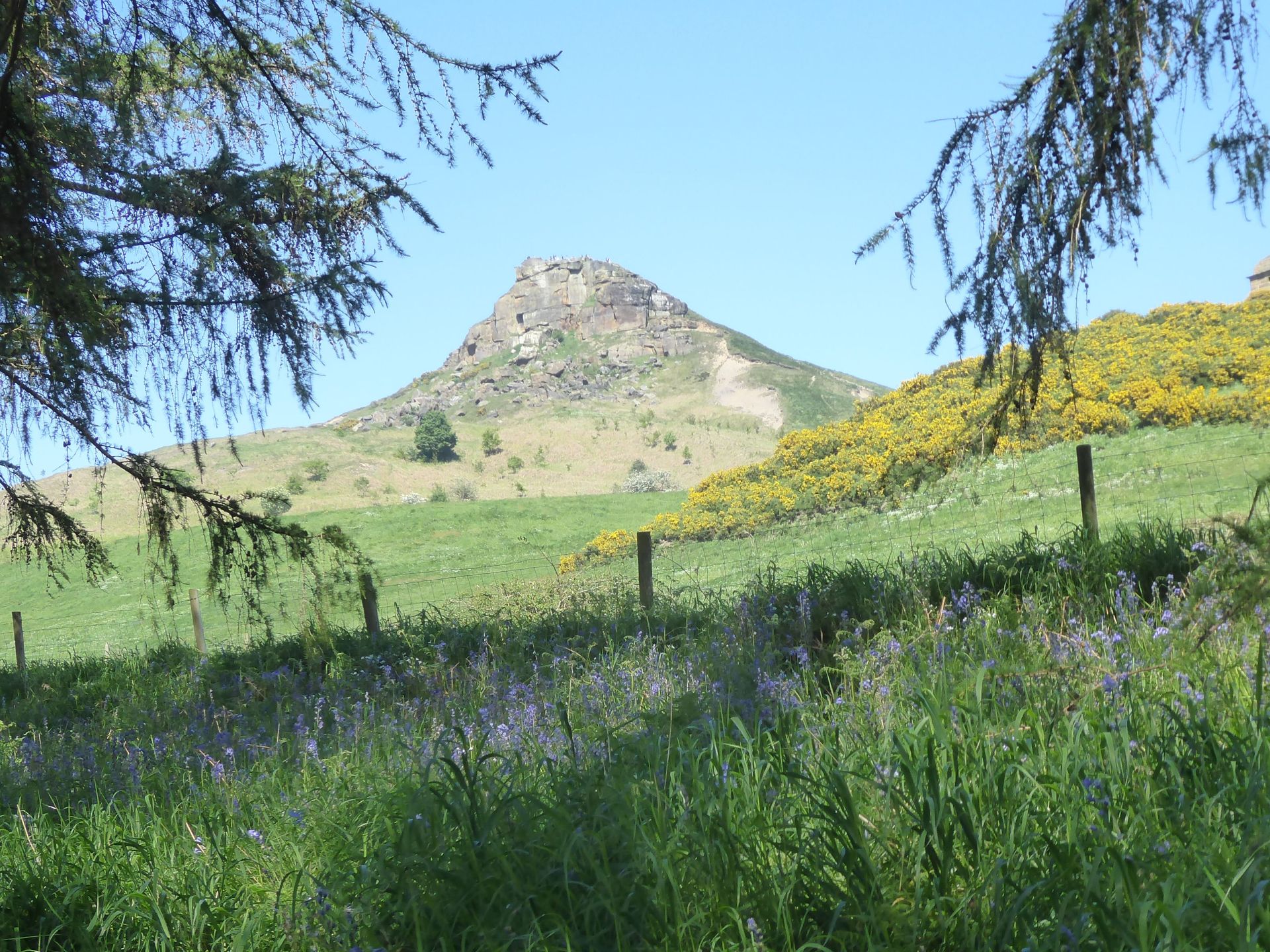 View of Roseberry Topping through trees