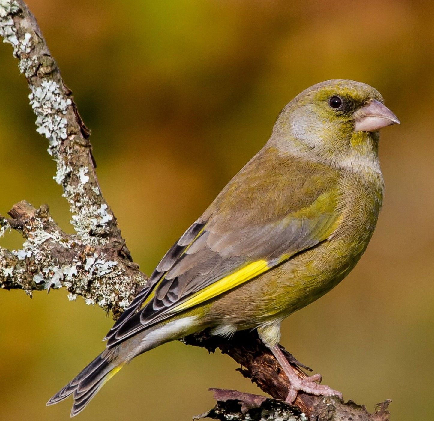 a Greenfinch