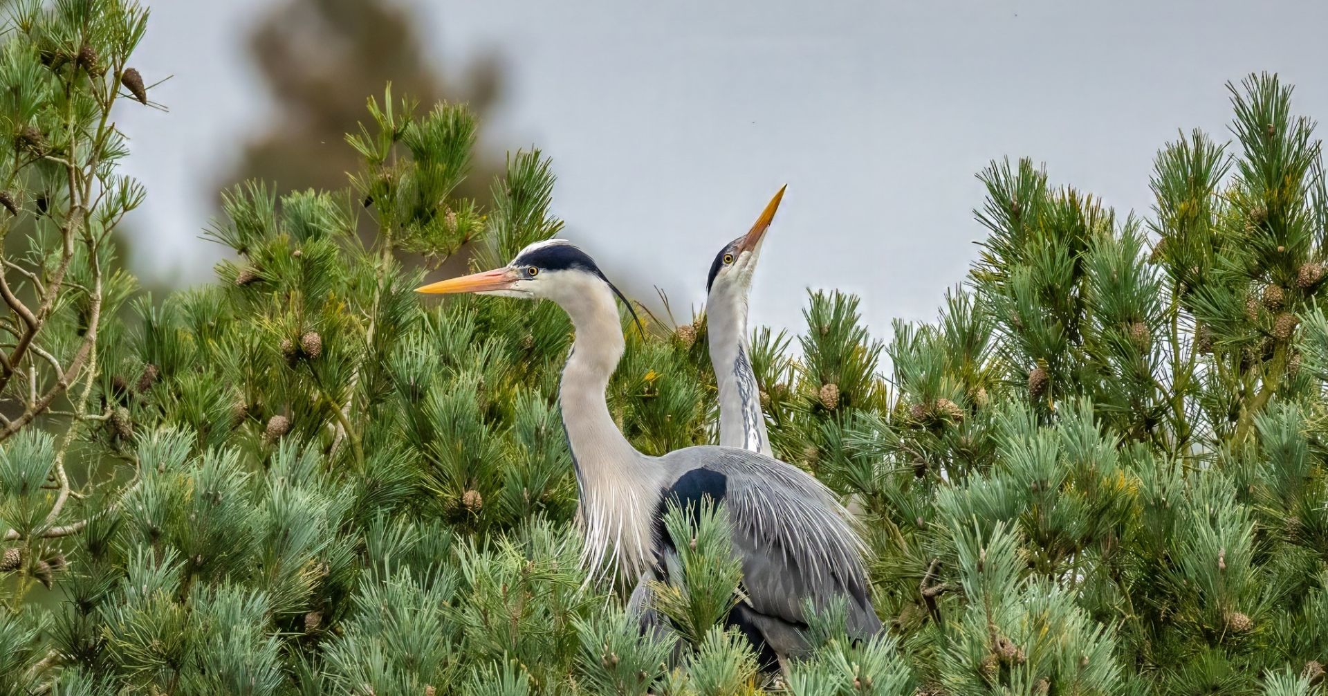 herons