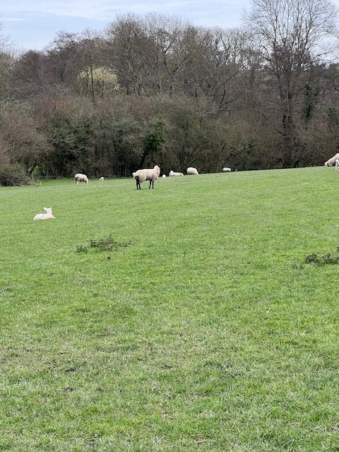 Lamb and sheep