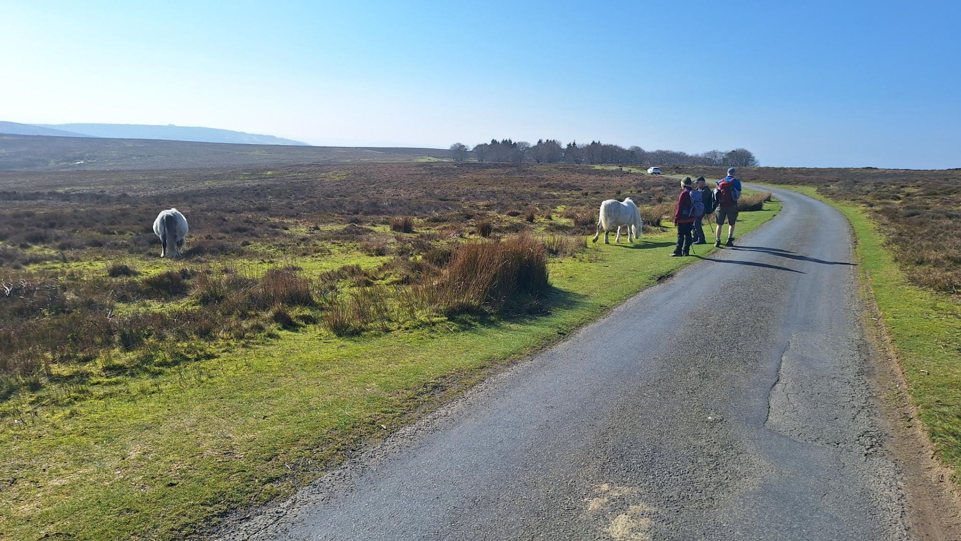 Moorland ponies