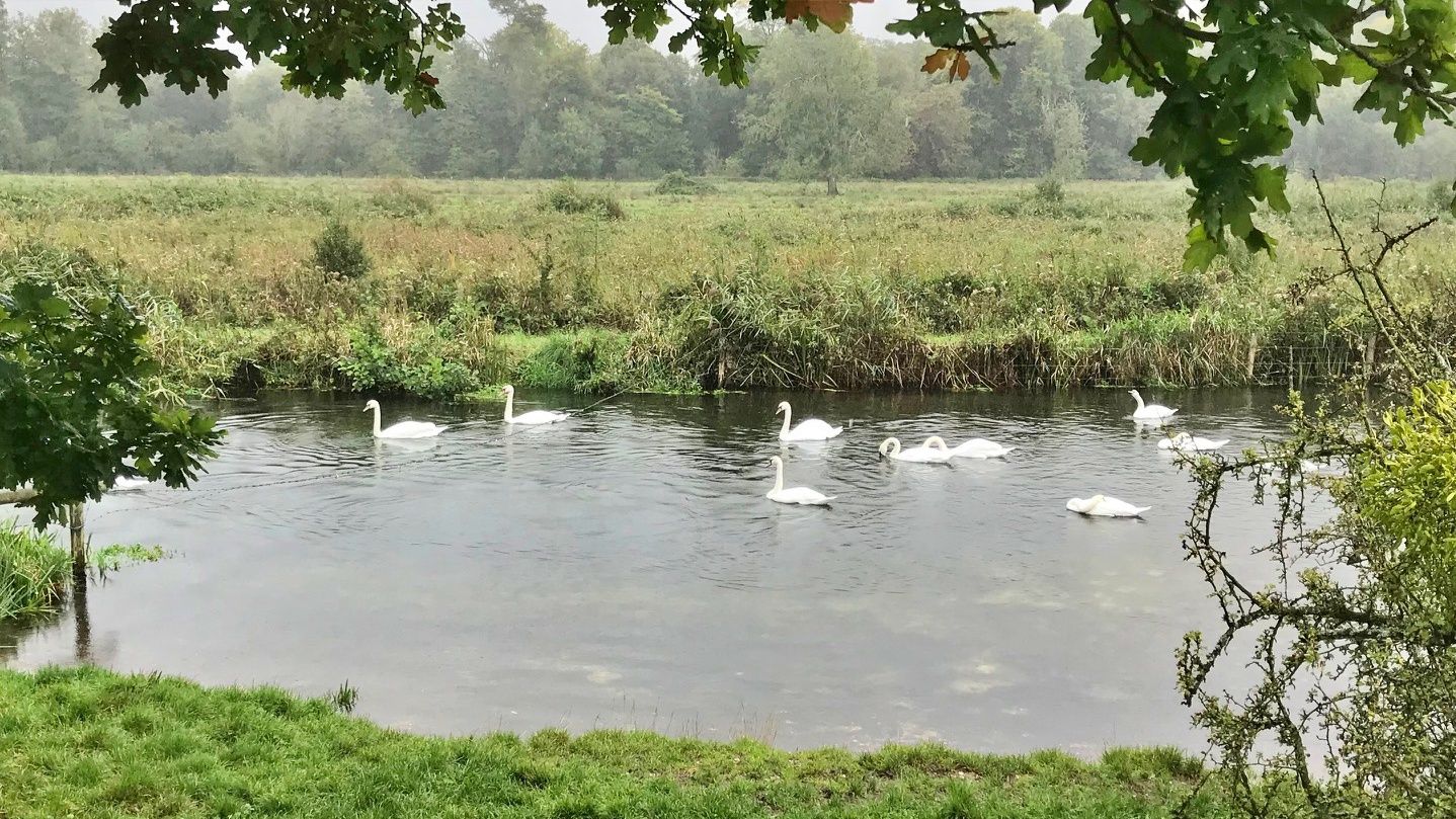 Swans on the River Itchen