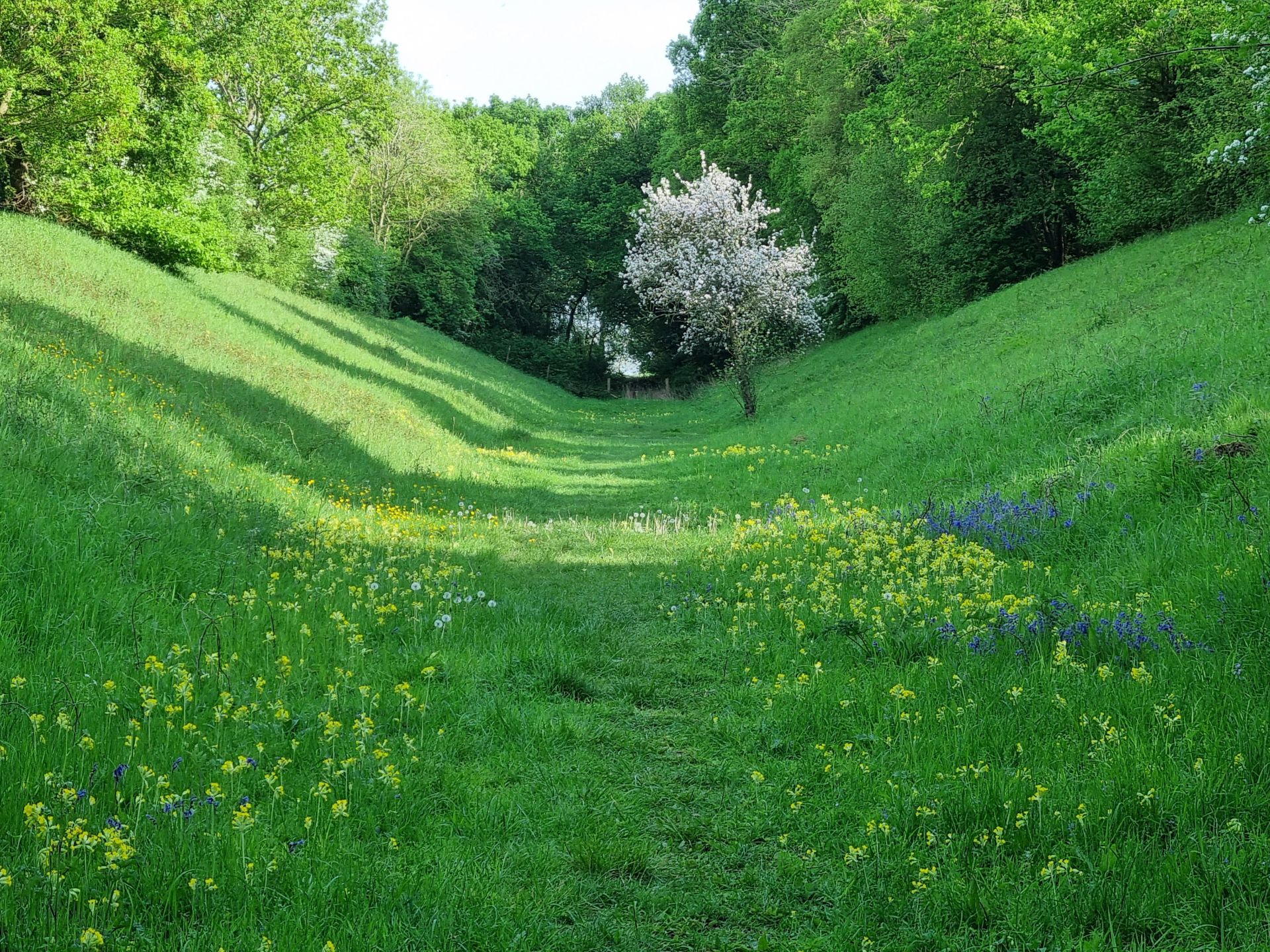 meadowland perspective with sloped glades to wooded surrounds