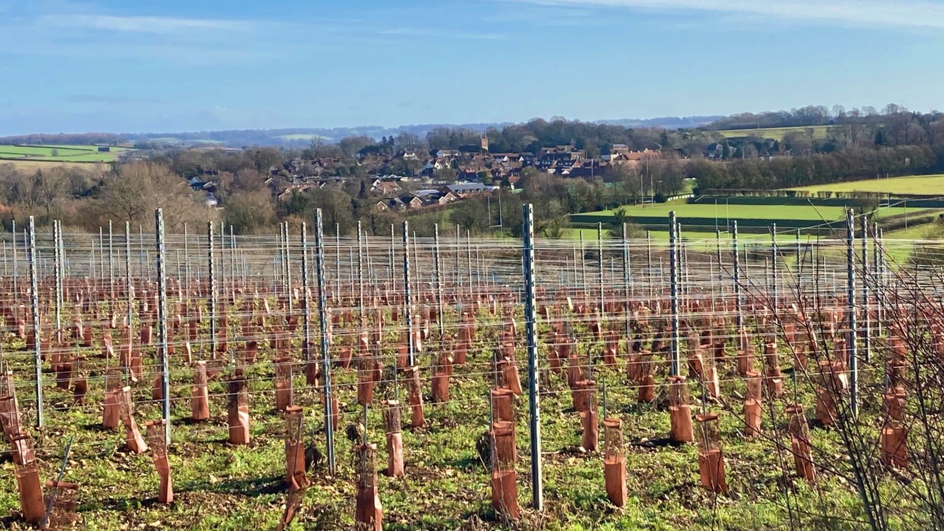 View across the Vranken Pommery vineyard towards a small town in a valley below.