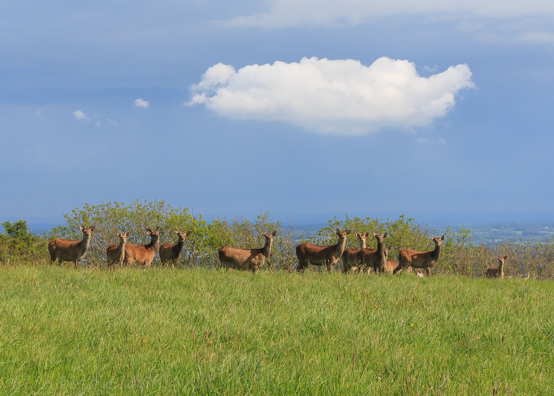 deer in spring sunshine in Purbeck