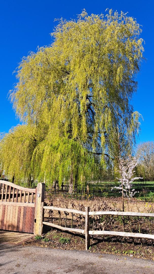 Weeping and in full bloom