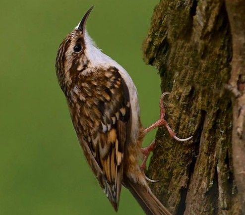 A Treecreeper