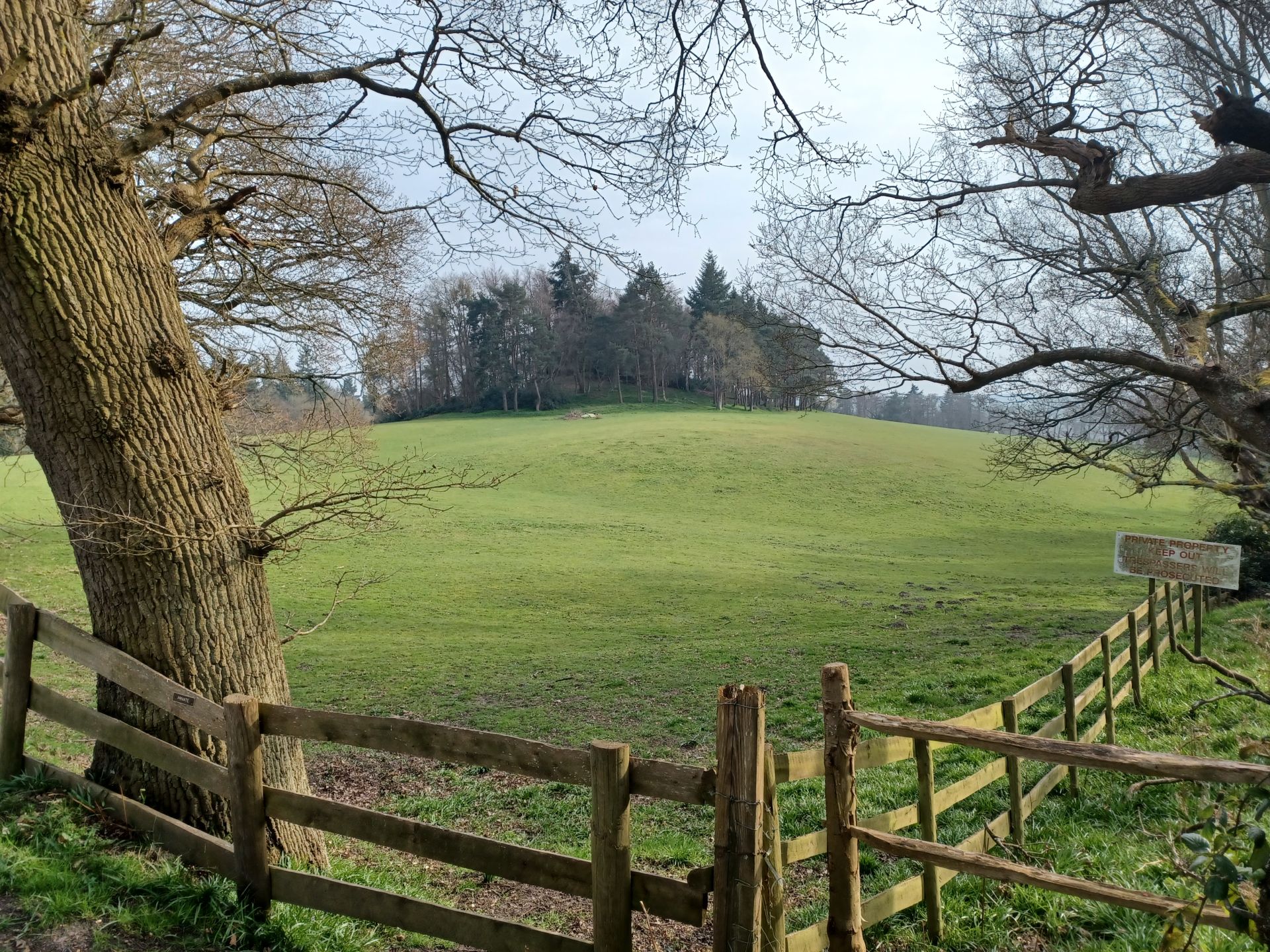 View across field with trees