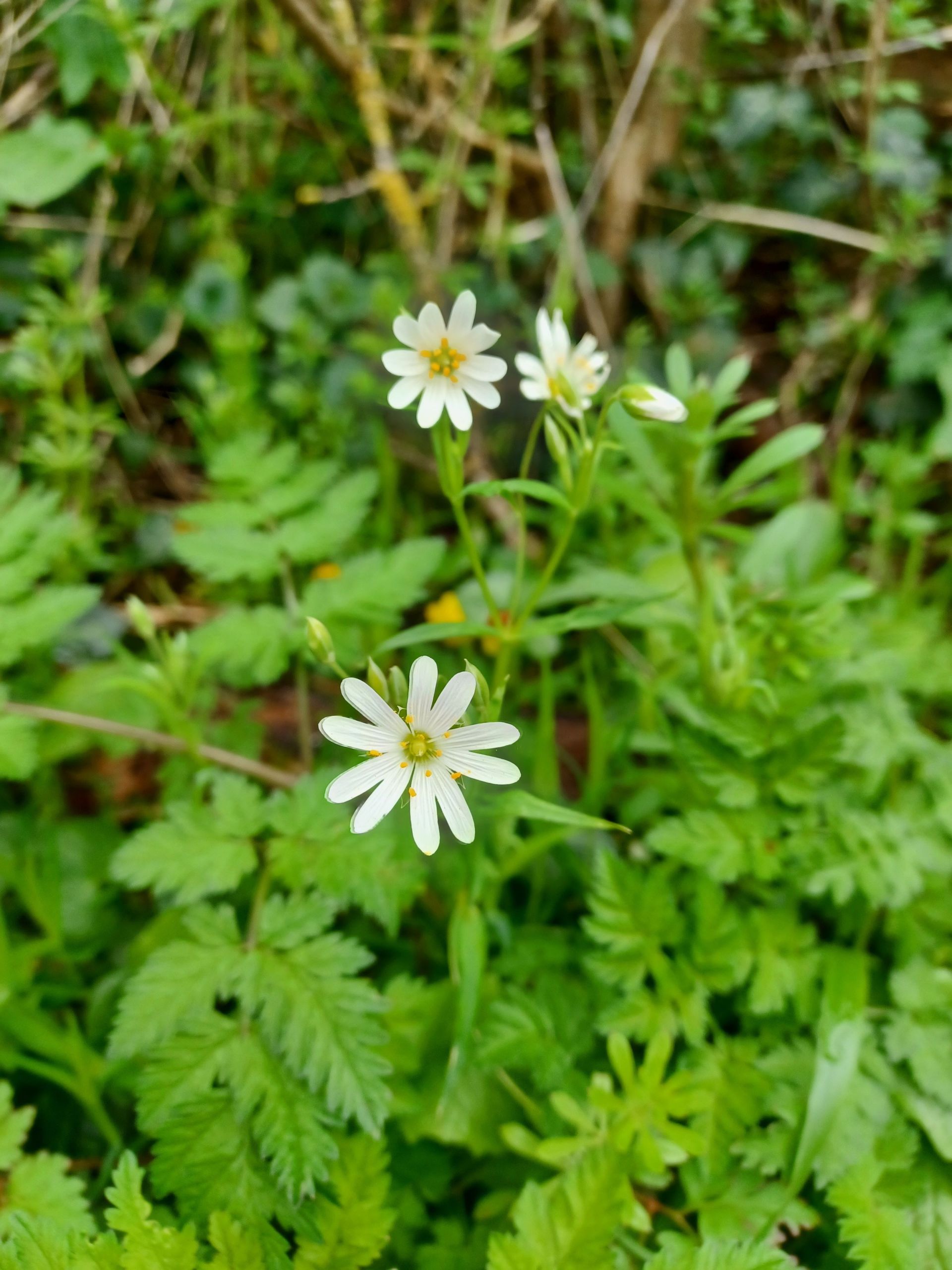 Greater stitchwort flowers (white petals with yellow centre)
