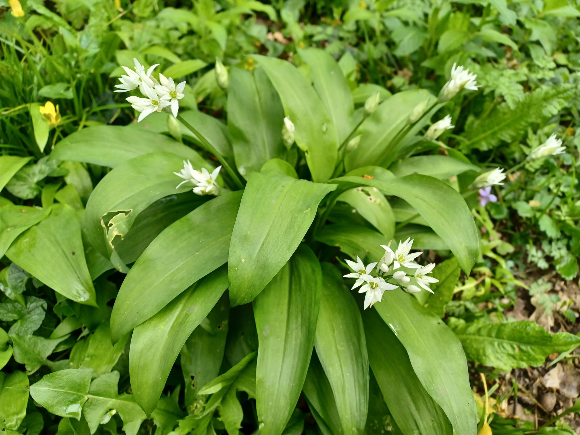 Wild garlic in flower