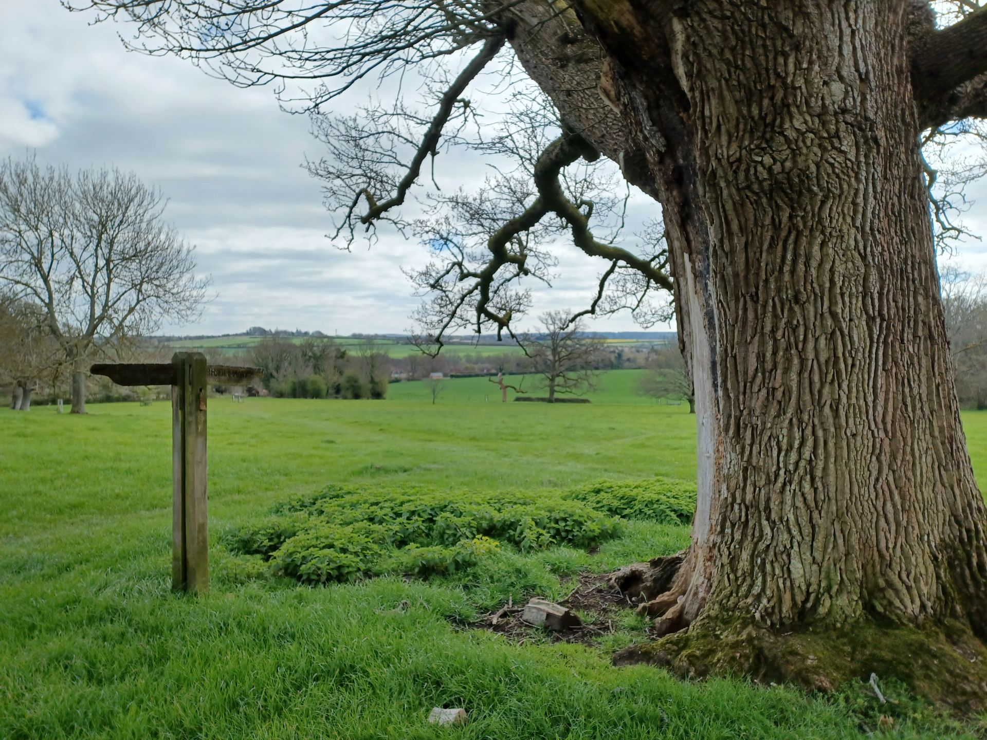 View from Greywell Hill with footpath signpost and oak tree in foreground