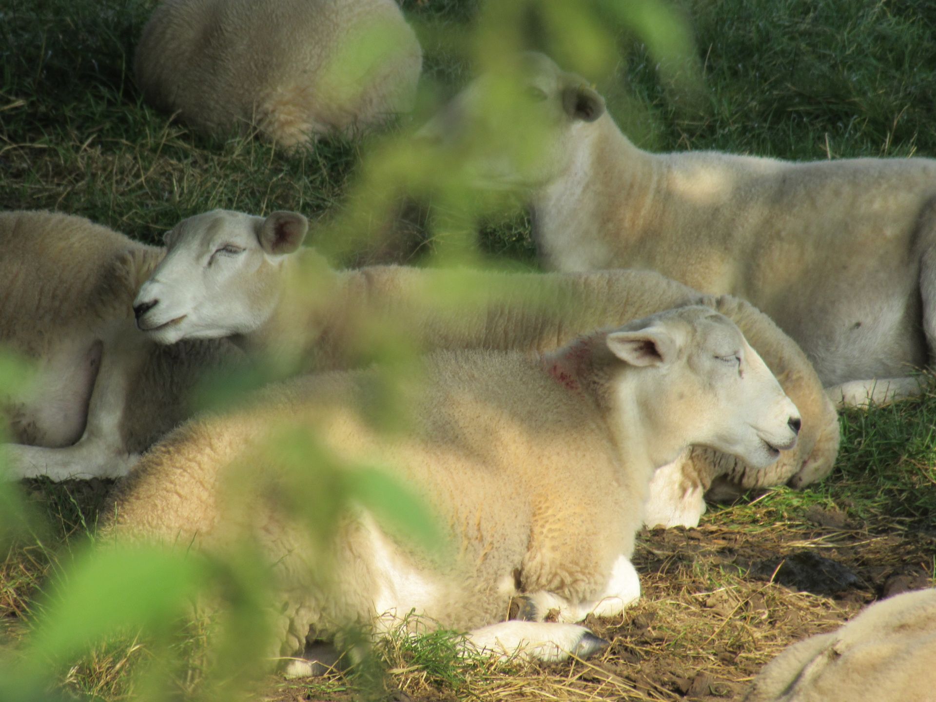 Sheep near Holbrook