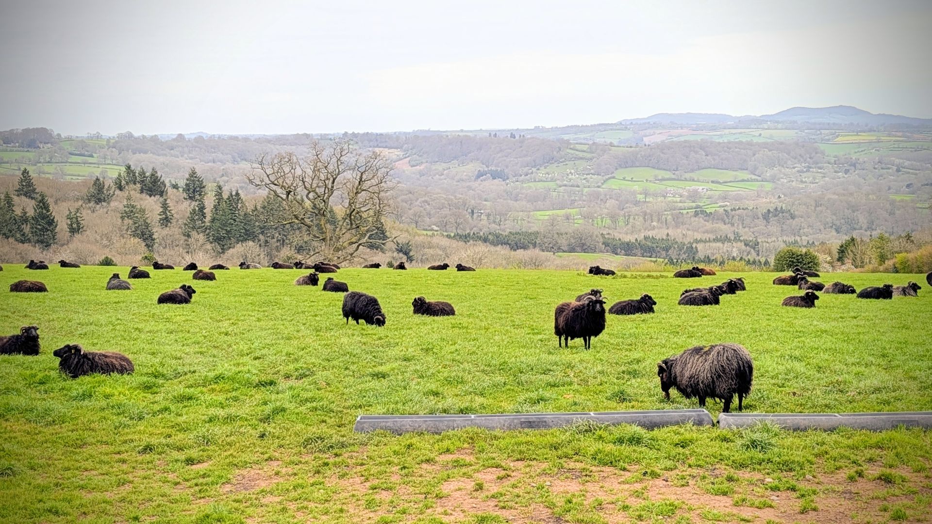 On the Bromyard Downs
