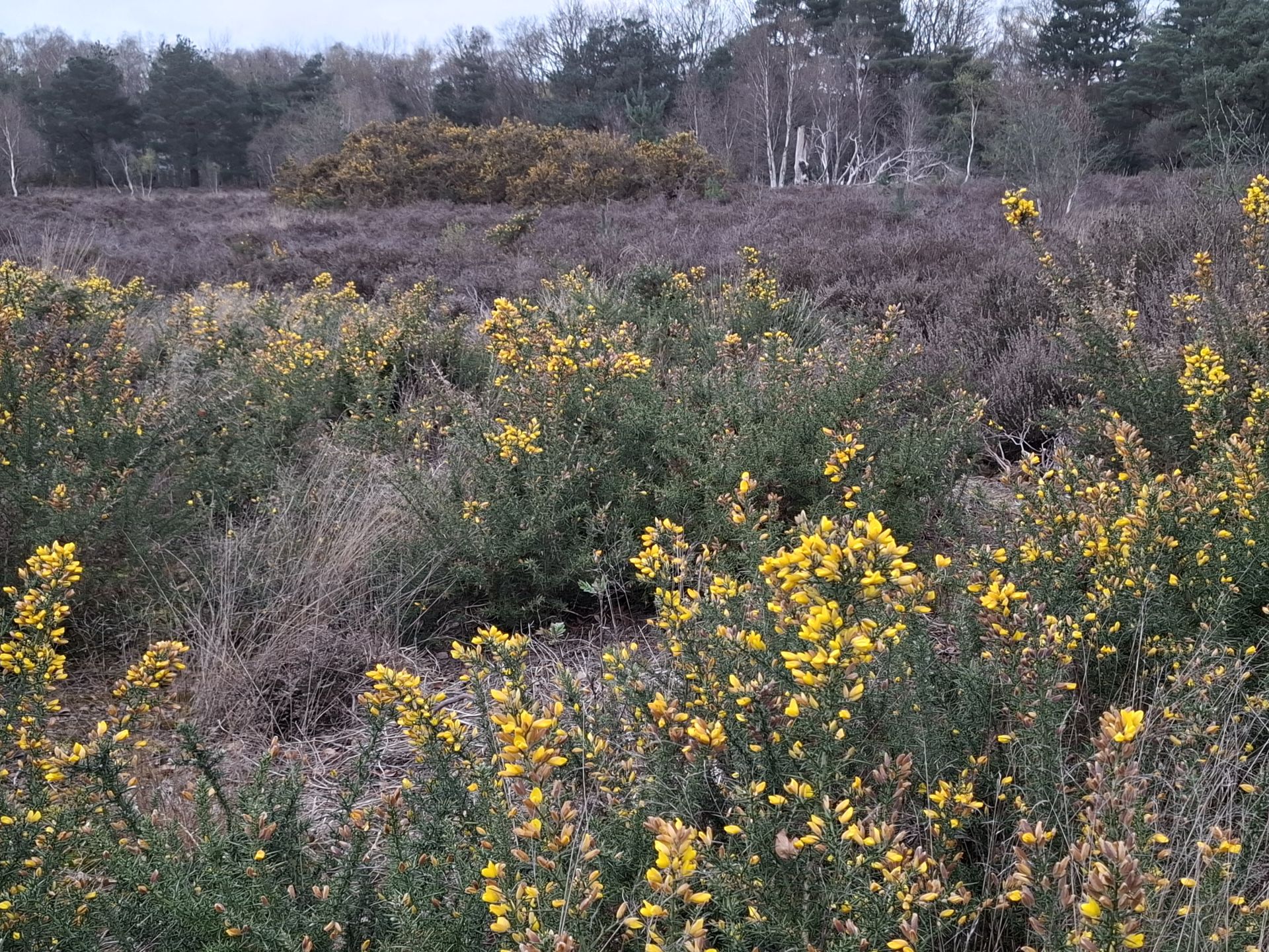 Heathland in bloom