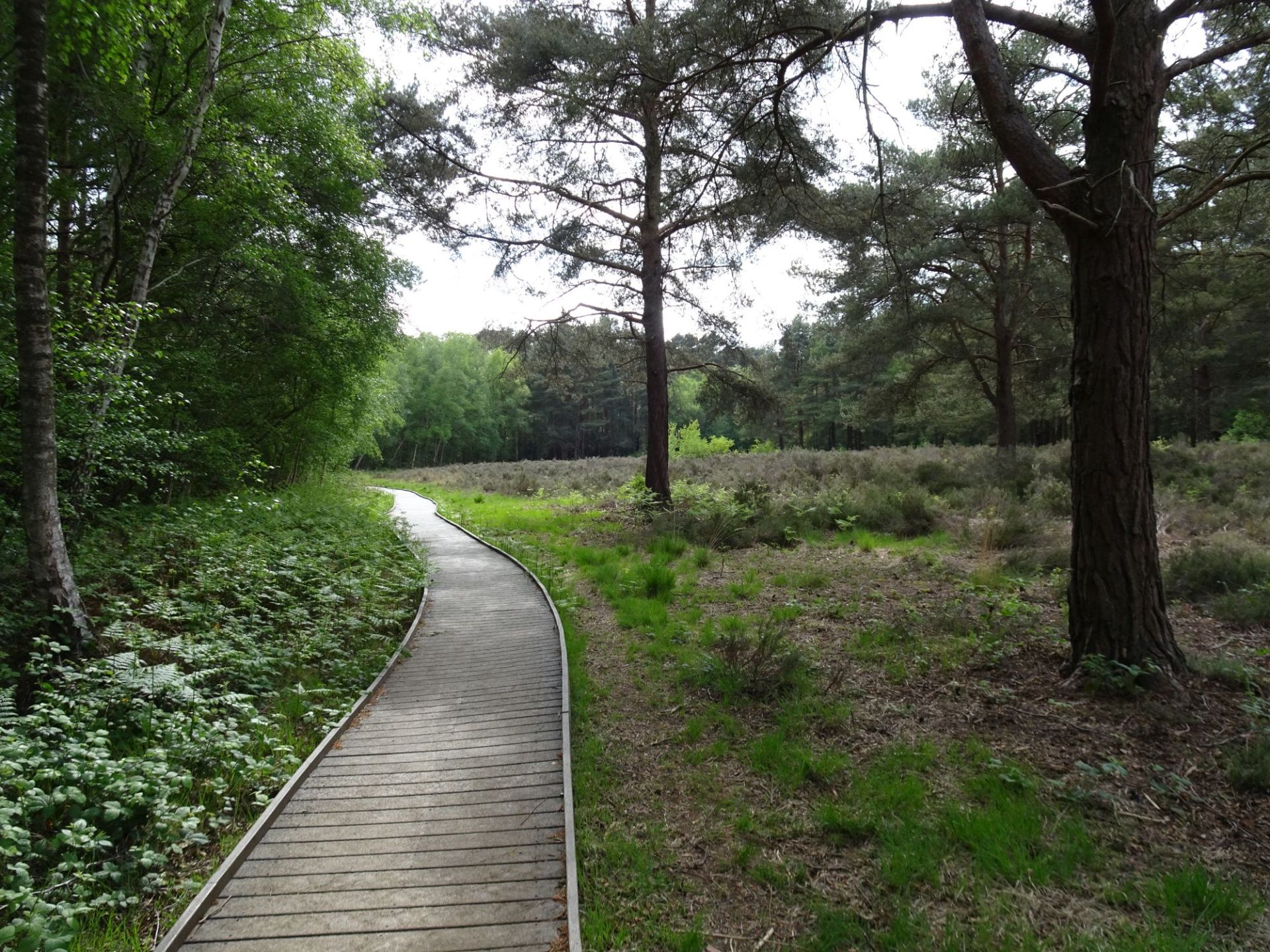 Horsell Common & Basingstoke Canal, Woking - Ramblers