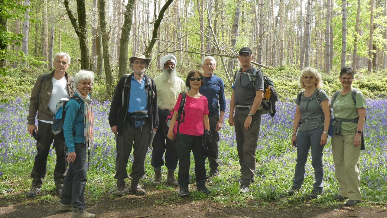 Walkers in a wood carpeted in bluebells.