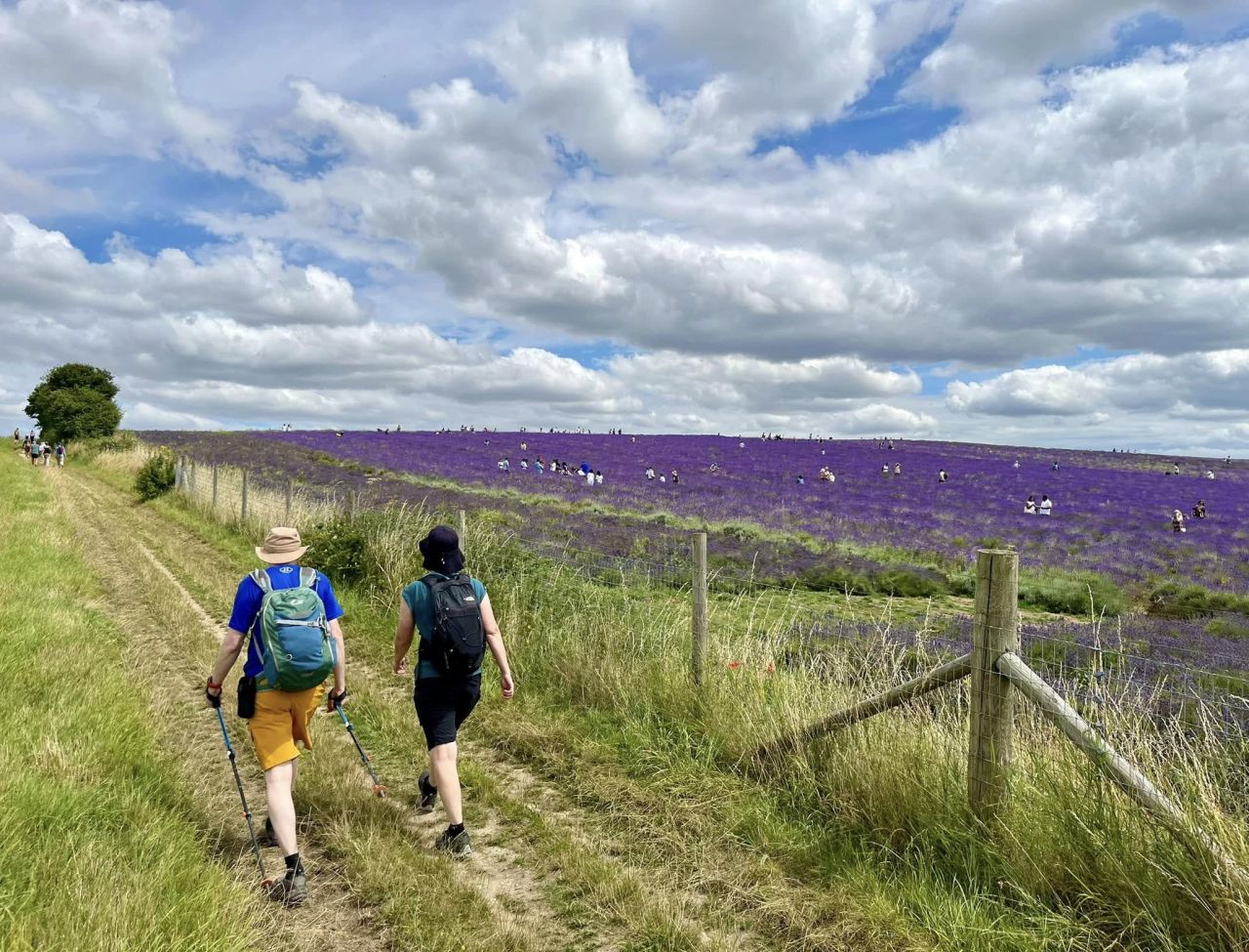 People walking past the lavender farm