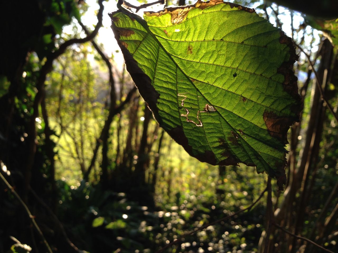 Close-up photo of autumn leaves on a tree