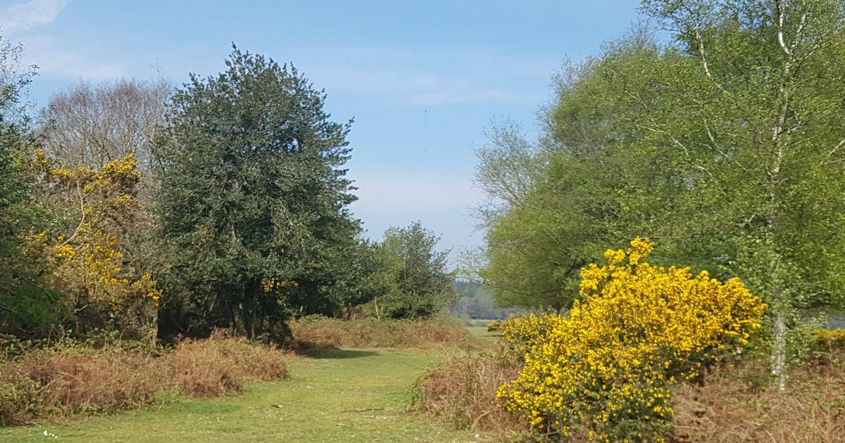 Black Gutter Bottom, Castle Hill and Millarsford Plantation Ramblers