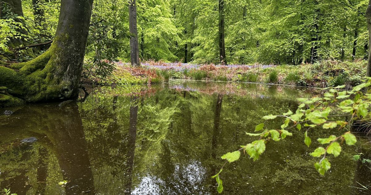 Middle Assendon Bix Greys Court (w/ bluebell woods) Ramblers