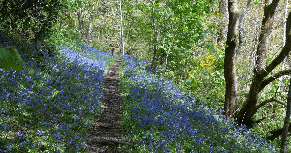 Canal & Gaer Fawr 21st Apr 2024 - Ramblers