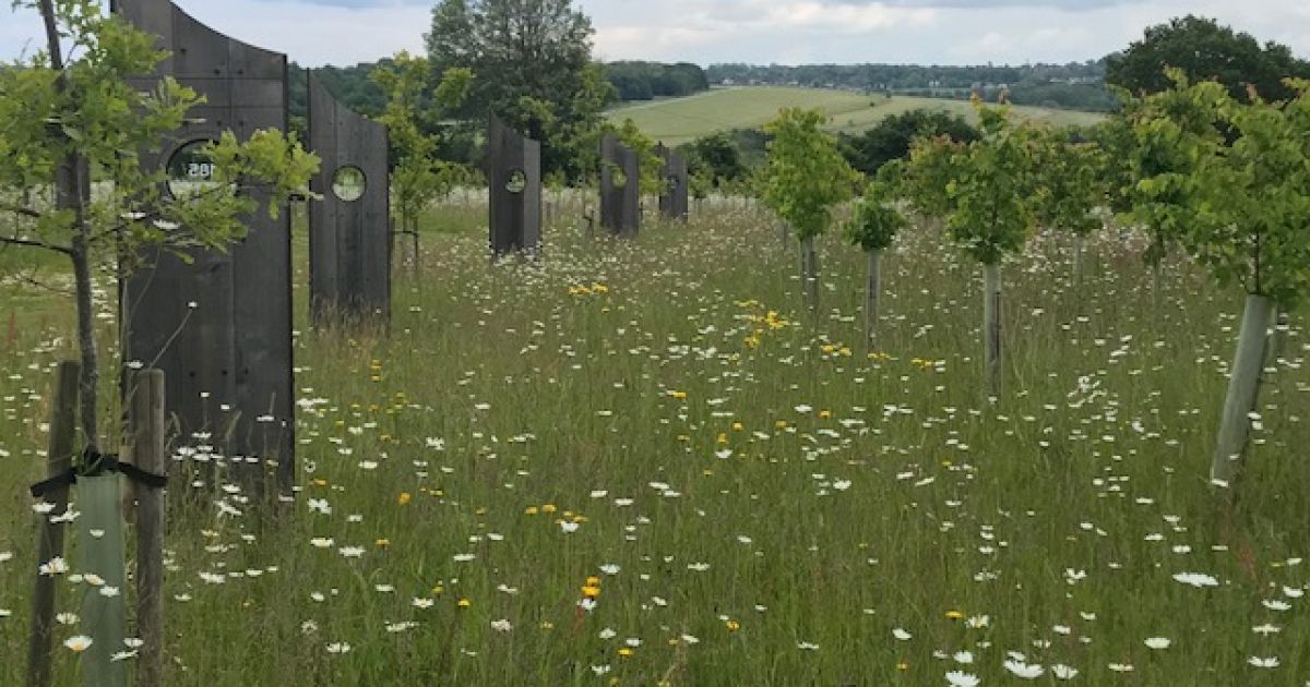 Epsom Downs and Langley Vale Wood Ramblers