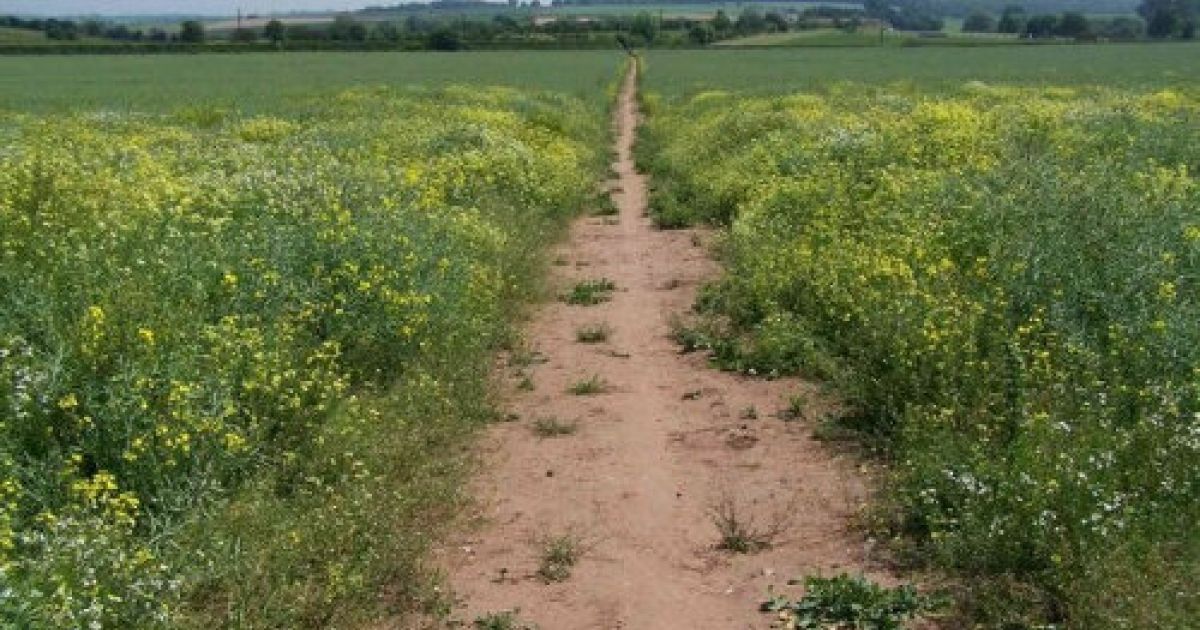 Walk In Hopwas Hopwas to Whittington Heath (Tamworth, Staffordshire) 5.6m 03/08/24 ...