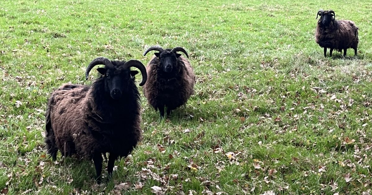 Sheep Corner Easy walk to Fox Corner Wildlife Area - Ramblers