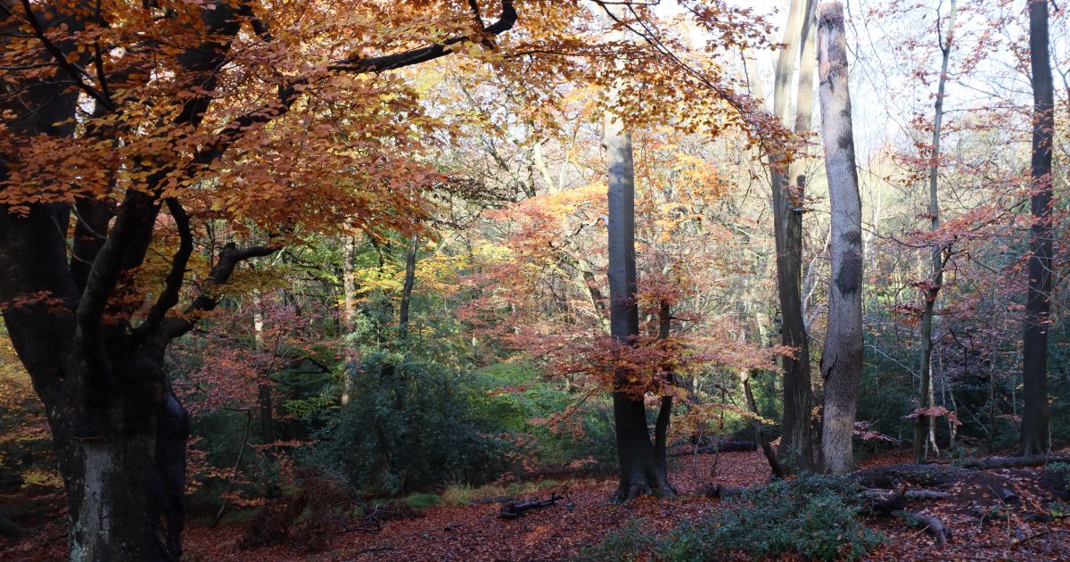 Cookham Dean Common and Bisham Woods - Ramblers