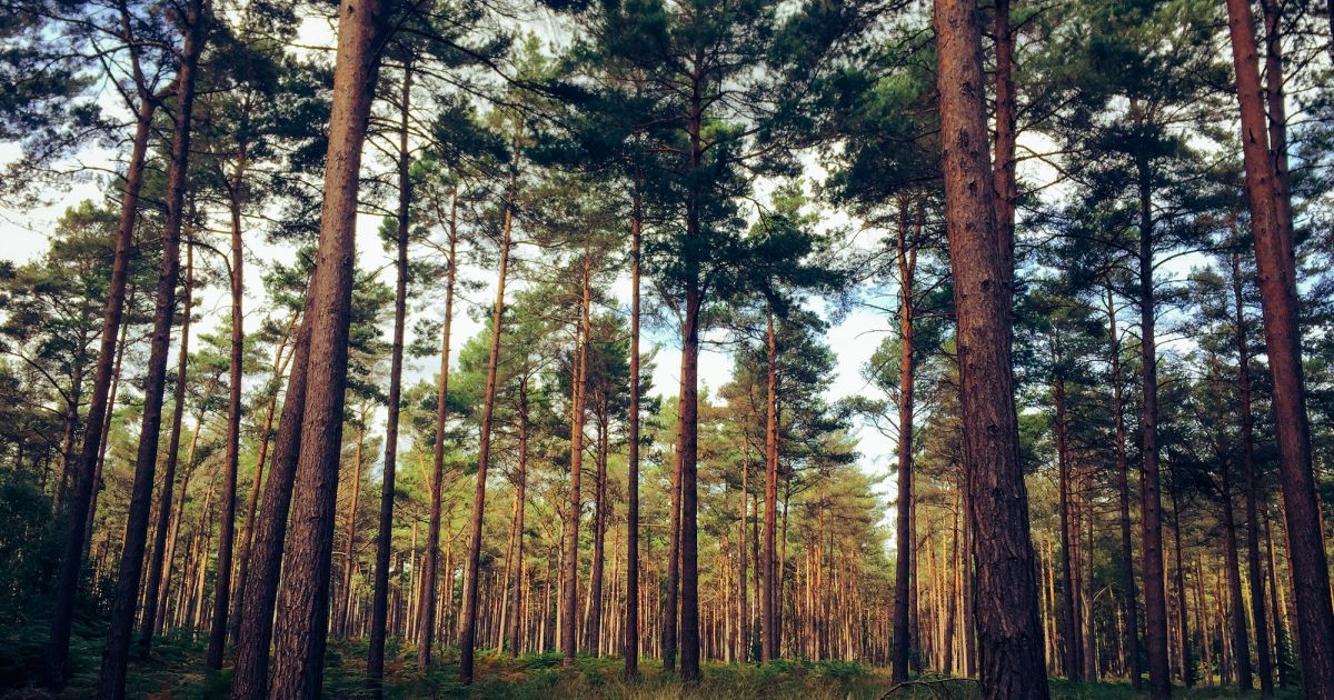 South Hill Park, Mill Pond and Caesars Camp in Swinley Forest - Ramblers