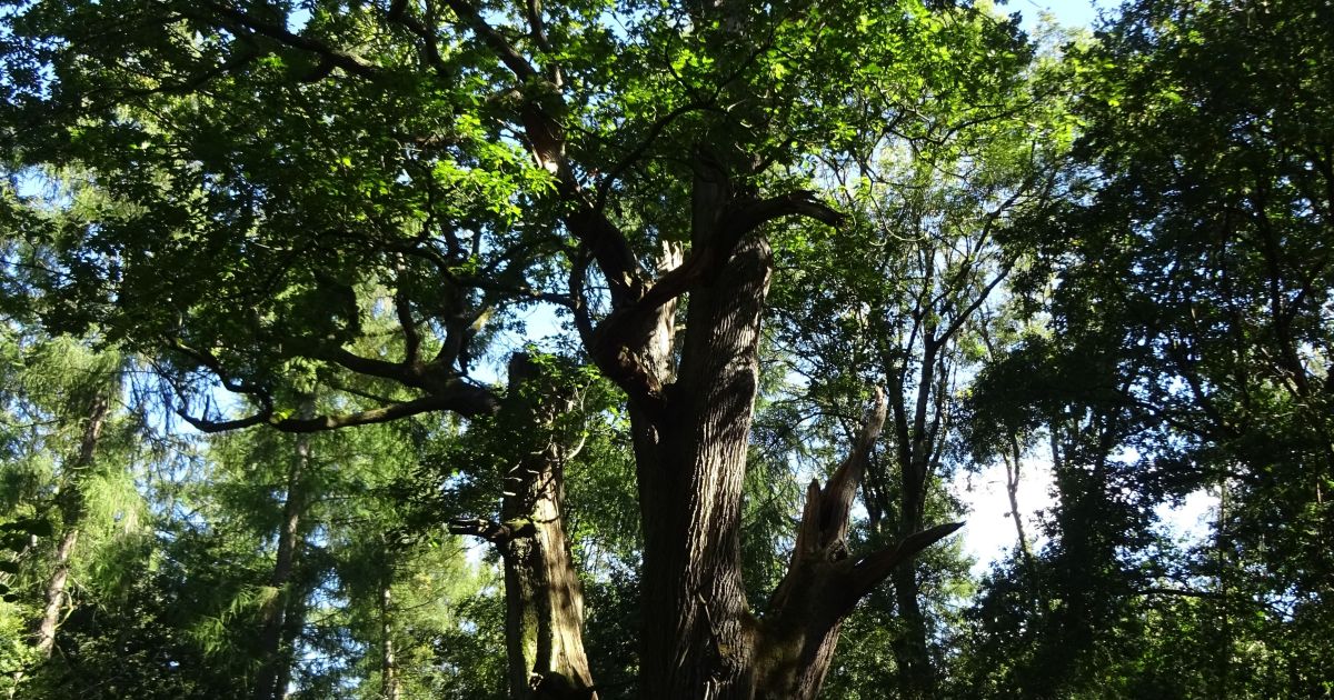 Savernake, more tree bagging - please book online - Ramblers