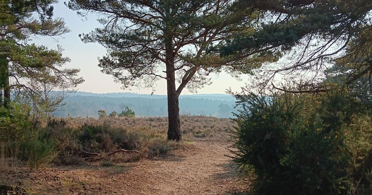 Chobham Ridge Ranges CANCELLED Chobham Common Circular - Ramblers
