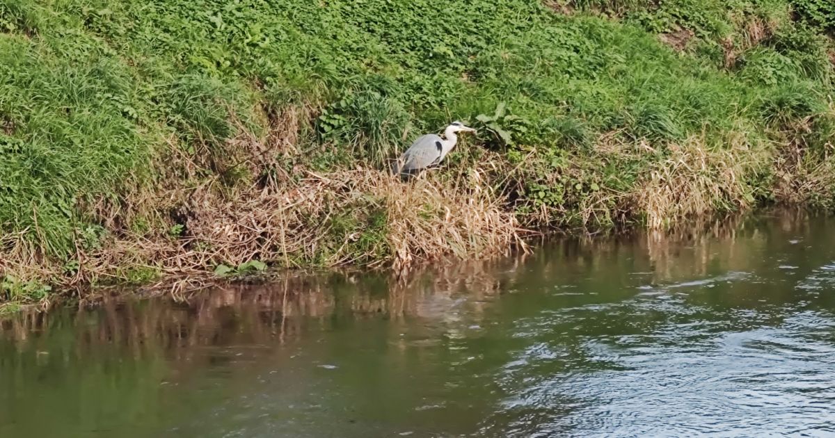 Gm Ringway Stage 2 Sale Water Park To Didsbury Village Ramblers