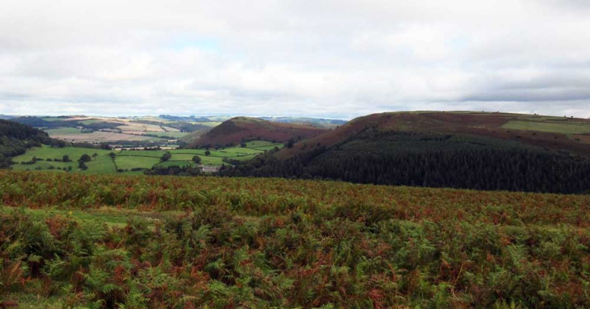 Hergest Ridge, Castle Twts, Park Wood - Ramblers