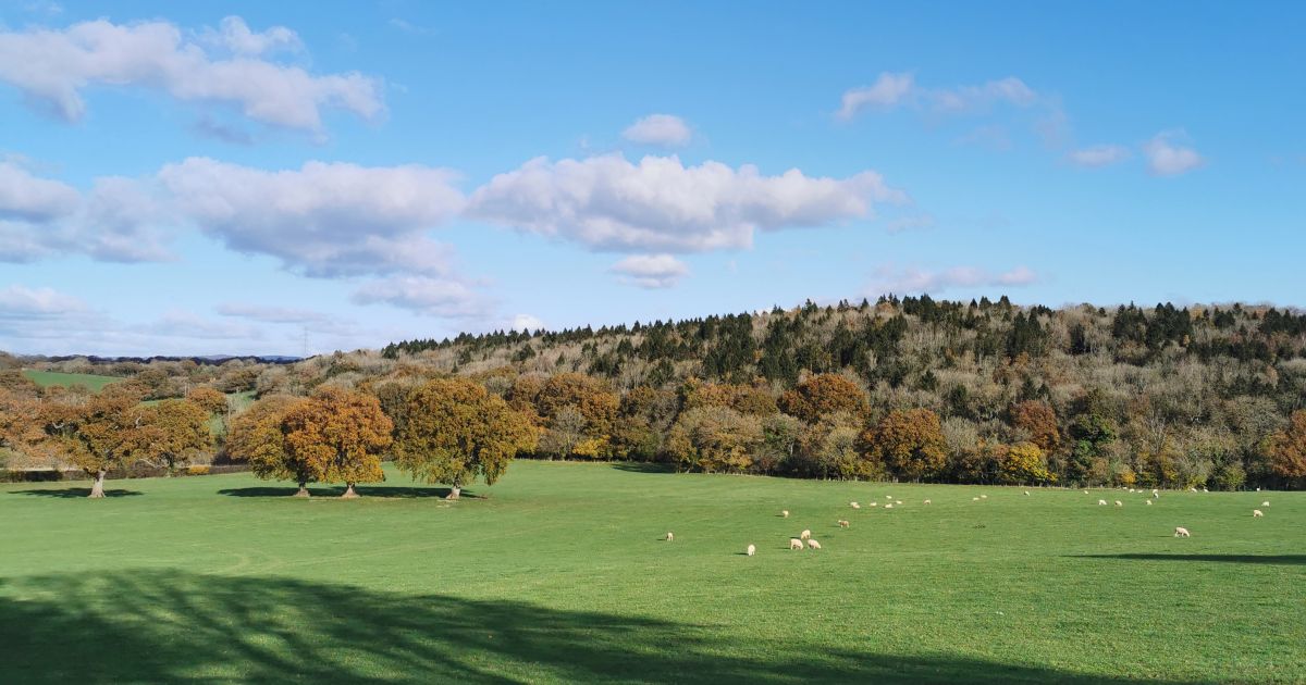 Wenvoe Wenvoe to the Downs - Ramblers