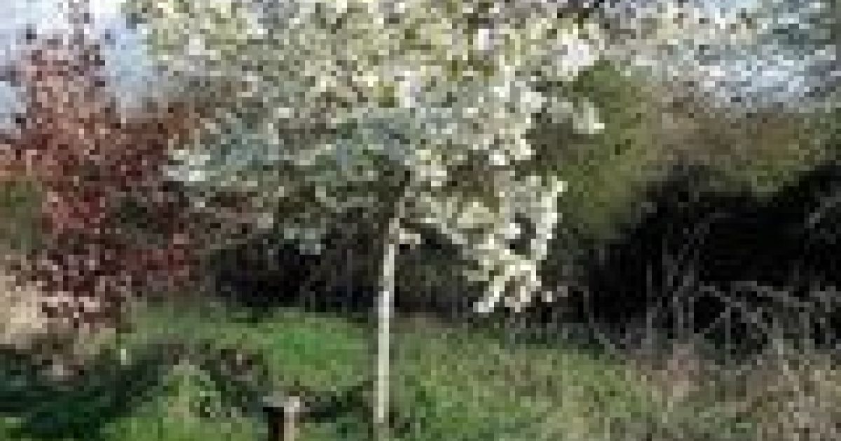 Moderate 6 mile walk from Botcheston - Ramblers