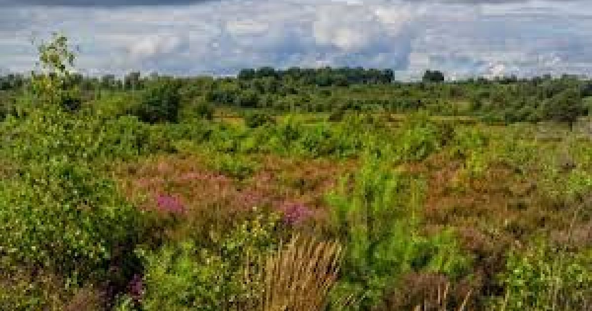 Chobham Ridge Ranges Chobham Heath - Ramblers