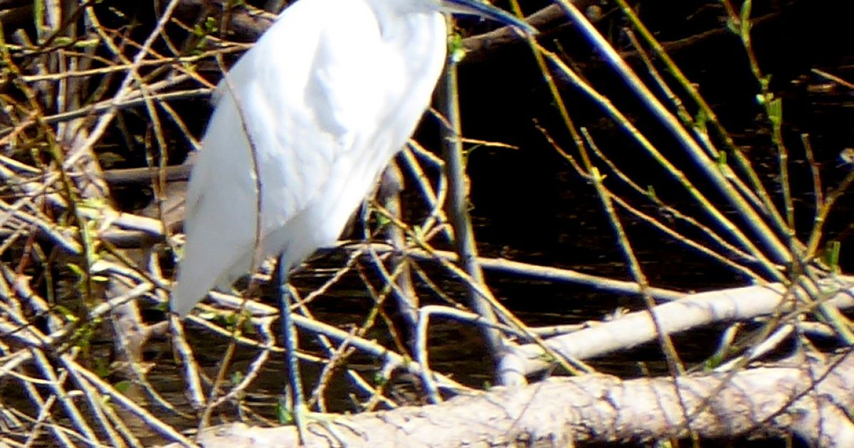 With Birds in Mind - Ramblers